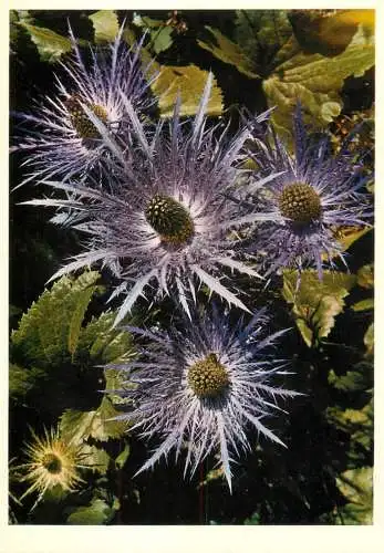 Blumen flowers fleurs Umbelliferae eryngium alpinum alpinum eryngo