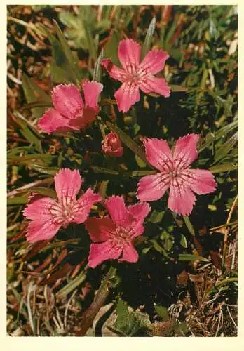 Blumen flowers fleurs glacier pink