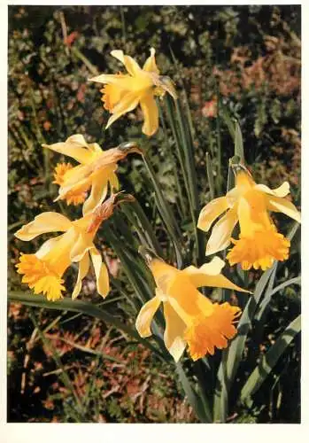 Blumen flowers fleurs narcissus pseudonarcissus Daffodil