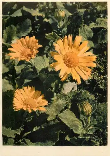 Blumen flowers fleurs doronicum grandiflorum