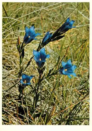 Blumen flowers fleurs gentiana pneumonanthe marsh gentian