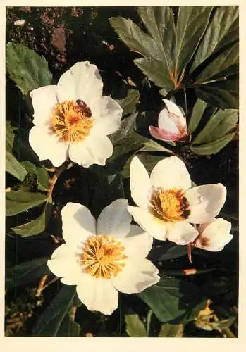 Blumen flowers fleurs hellerborus niger Christmas rose