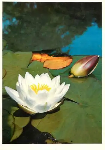 Blumen flowers fleurs nymphaea alba waterlily