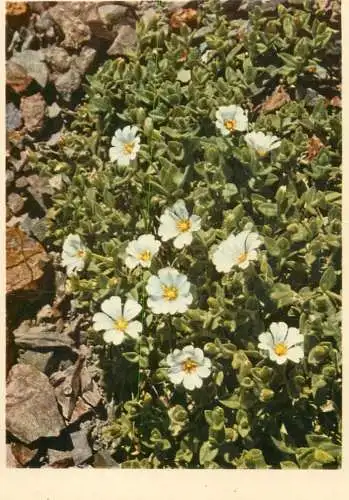 Blumen flowers fleurs cerastium latifolium Cerast