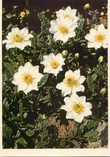 Blumen flowers fleurs Rosaceae white dryas