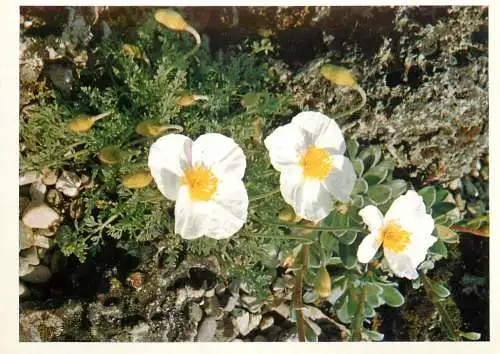 Blumen flowers fleurs Papaveraceae Papaver alpinum White alpine poppy