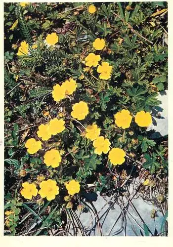 Blumen flowers fleurs Rosaceae Potentilla verna spring Potentilla