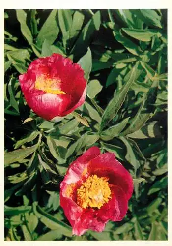 Blumen flowers fleurs Ranunculaceae Peonia Peony