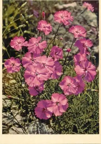 Blumen flowers fleurs Caryophyllaceae wild pink