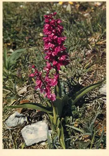 Blumen flowers fleurs Orchidaceae early purple Orchis