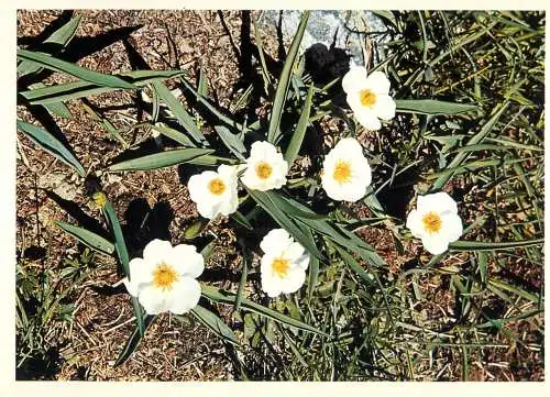 Blumen flowers fleurs Ranunculacea crowfoot