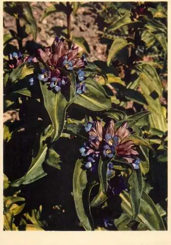 Blumen flowers fleurs Gentianaceae Crossleaved Gentian