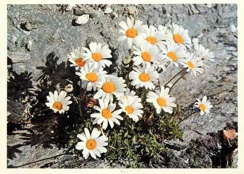 Blumen flowers fleurs Compositae chrysanthemum alpinum Alpine Ox-Eye Daisy