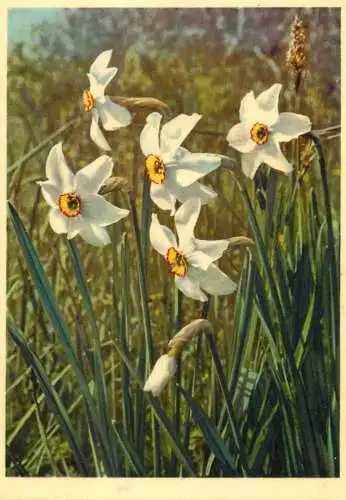 Blumen flowers fleurs Amaryllidaceae narcissus