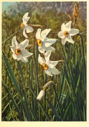 Blumen flowers fleurs Amaryllidaceae narcissus