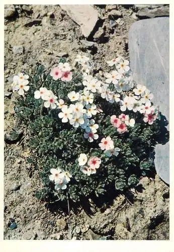 Blumen flowers fleurs Primulaceae Ciliated Androsace