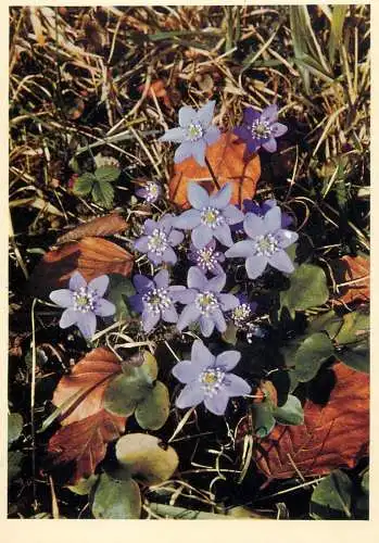 Blumen flowers fleurs Ranunculaceae hepatica triloba