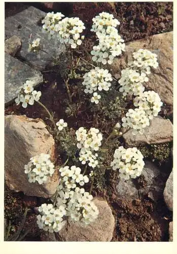 Blumen flowers fleurs cruciferae alpine hutchinsia