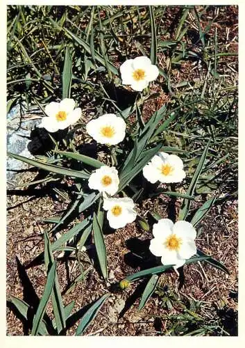 Blumen flowers fleurs Ranunculaceae crowfoot