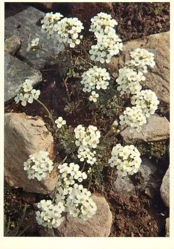 Blumen flowers fleurs Cruciferae alpine hutchinsia