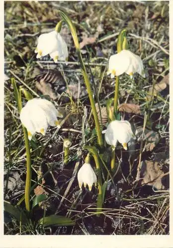 Blumen flowers fleurs Amaryllidaceae spring snowlake