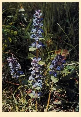 Blumen flowers fleurs Labiatae common bugle
