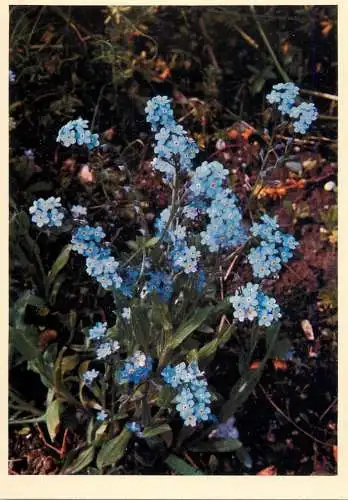 Blumen flowers fleurs Boraginaceae field forget me not
