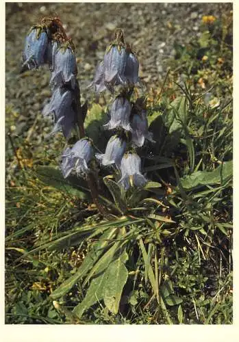 Blumen flowers fleurs Campanulaceae bearded campanula