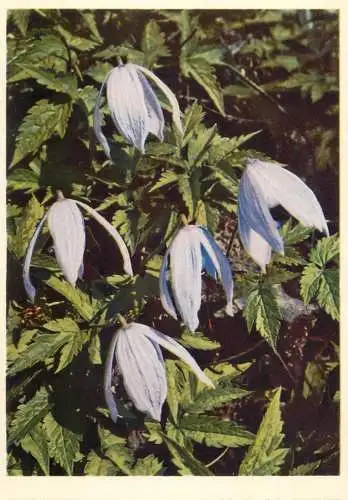 Blumen flowers fleurs Ranunculaceae Clematis alpina clematide alpina