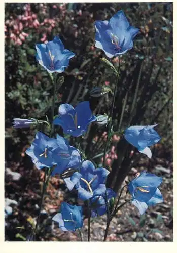 Blumen flowers fleurs Campanulaceae peach-leaved campanula