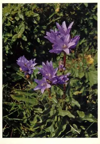 Blumen flowers fleurs Campanulaceae clustered campanula