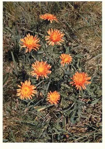 Blumen flowers fleurs Compositae hawk's beard
