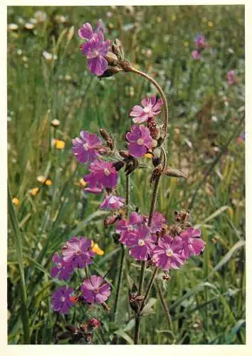 Blumen flowers fleurs Caryophyllaceae red campion