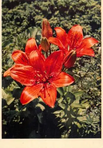 Blumen flowers fleurs liliaceae lilium croceum Chaix red lily