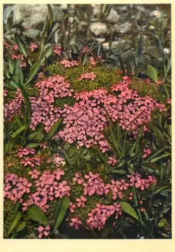 Blumen flowers fleurs Caryophylaceae moss campion