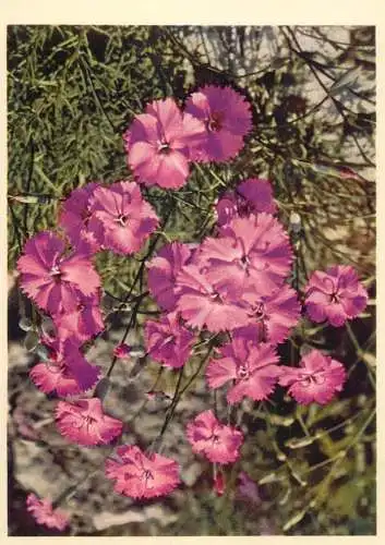 Blumen flowers fleurs Caryophylaceae wild pink