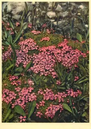 Blumen flowers fleurs Caryophylaceae moss campion