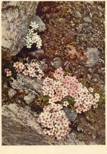 Blumen flowers fleurs Primulaceae Androsace alpine