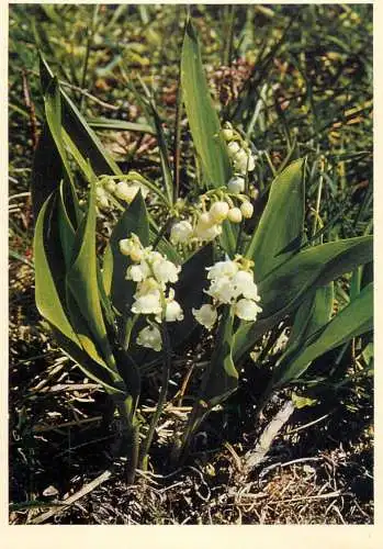 Blumen flowers fleurs lily of the valley