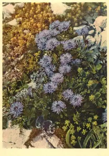 Blumen flowers fleurs globulariaceae globularia
