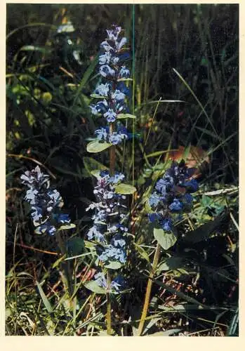Blumen flowers fleurs labiatae common bugle