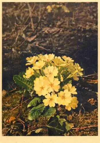 Blumen flowers fleurs primula vulgaris common primrose