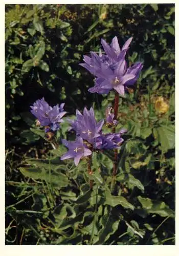 Blumen flowers fleurs Campanulaceae campanula glomerata clustered campanula