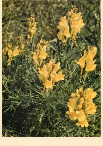 Blumen flowers fleurs Linaria vulgaris toad flax