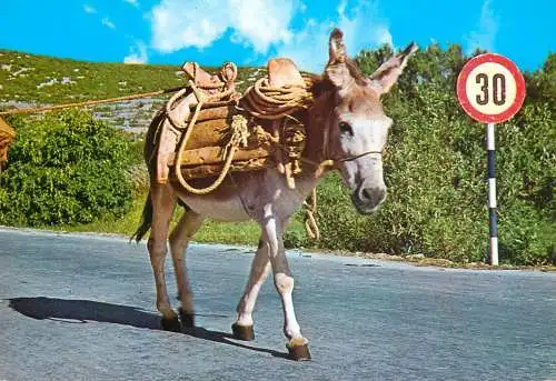 Croatia mule on the highway