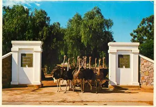 South Africa ostriches passing through main gate at Highgate