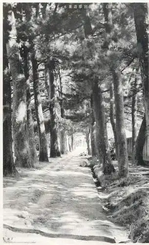Japan postcard forest scene park