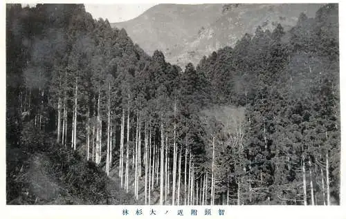 Japan postcard forest scene park
