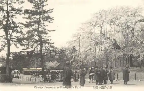 Japan postcard Cherry blossoms at Maruyama Park