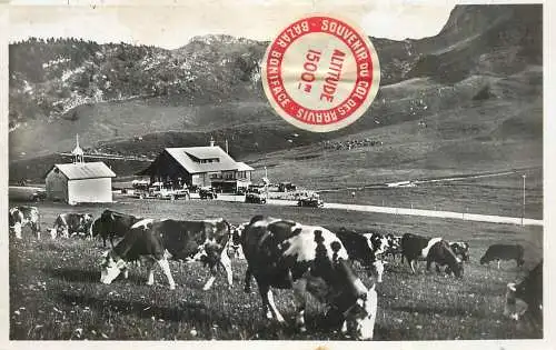 France La Clusaz Col des Aravis La Chapelle & Hotel des Rhododendron, troupeau des vaches